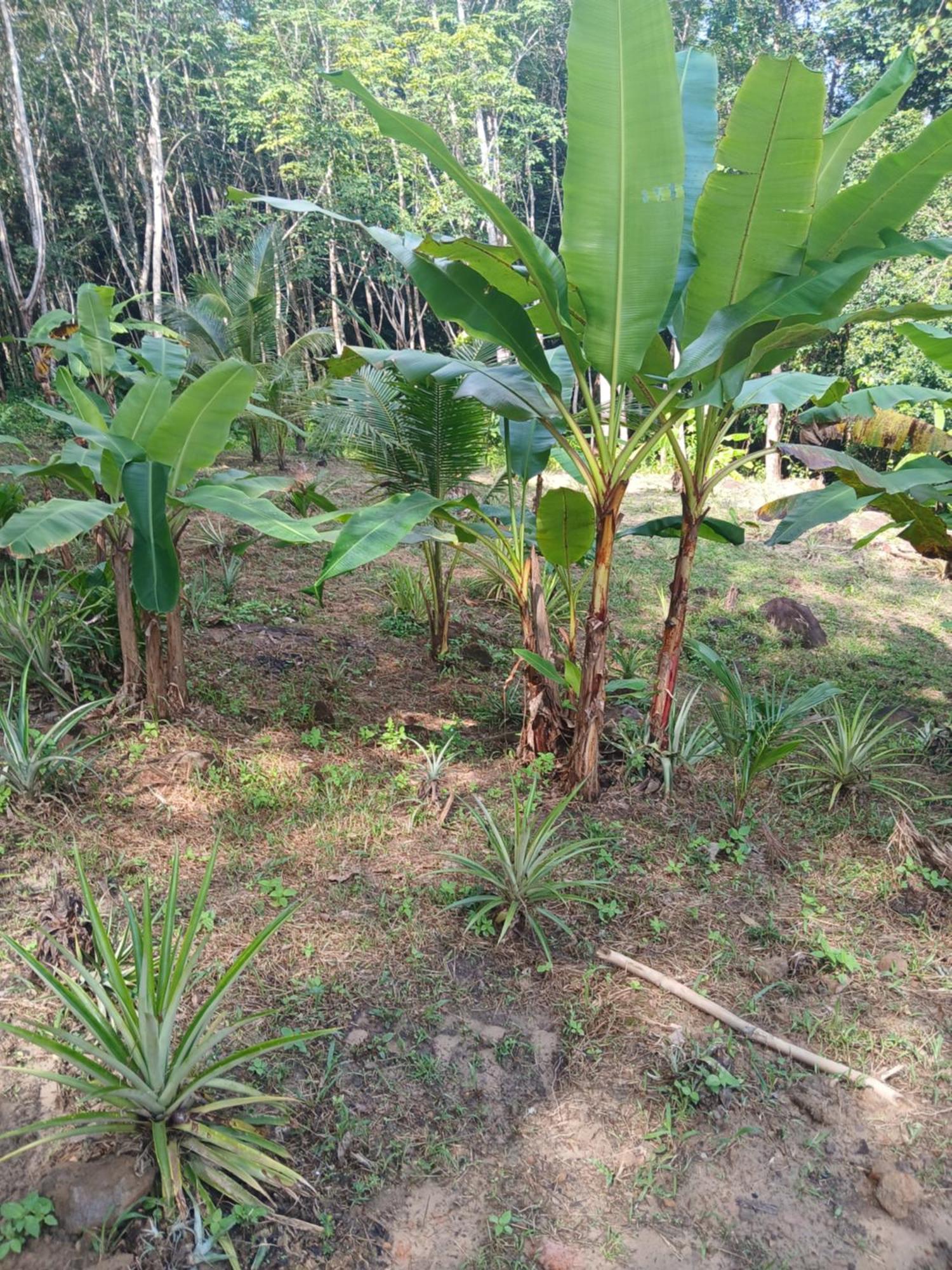 Отель Pineapple Gardens Ko Kut Экстерьер фото
